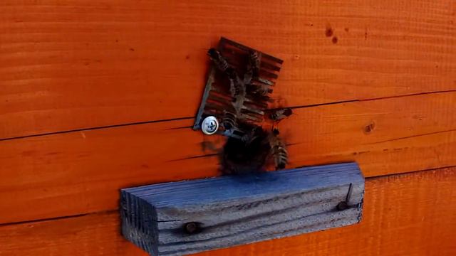 06.03.19 облёт пчел. Начало сезона. Пасека Лукиных смотреть онлайн