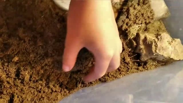 Ящерица отложила яйца ! Делаю инкубатор. смотреть онлайн