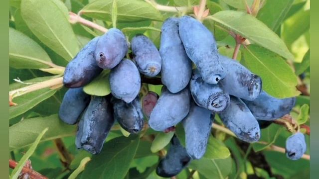 Цветущая жимолость смотреть онлайн