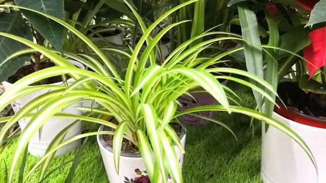 Qish mavsumida xonaki gullar parvarish uchun lozim bo‘lgan 3 ta muhim qoida смотреть онлайн