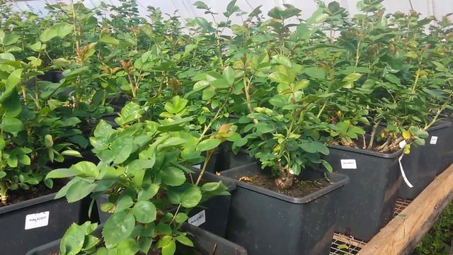 Прекрасные саженцы роз в питомнике Hoga смотреть онлайн