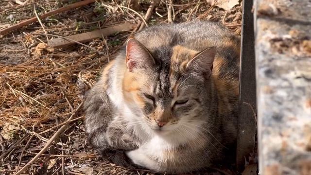 Греемся на солнце, Жизнь приюта 11 февраля