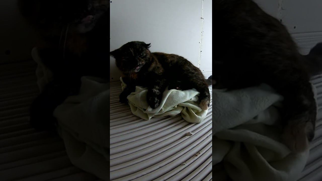 Муся уже переехала) смотреть онлайн