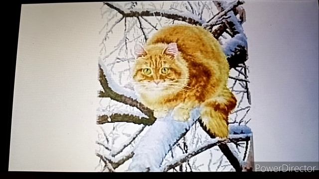 Рыжий кот. Отчёт 3. смотреть онлайн