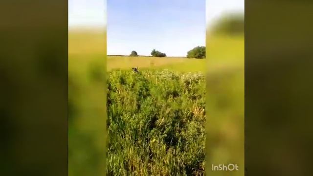 Наш любимый Амстафф Амур смотреть онлайн
