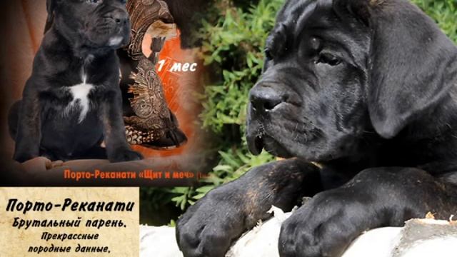 Щенки кане-корсо. Внуки легендарного мультичемпиона Foos del corsoclub. смотреть онлайн