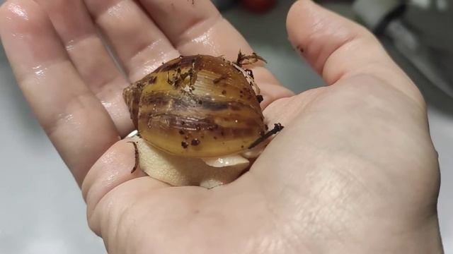 Ахатина ТИГР/УБОРКА/РОЗЫ ПРИШЛИСЬ ПО ВКУСУ?/ГИМН УЛИТКАМ?/УЛИТКА-Чёткий ПАЦАН смотреть онлайн