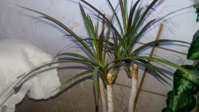 Драцена. Результат после цитокининовой пасты.