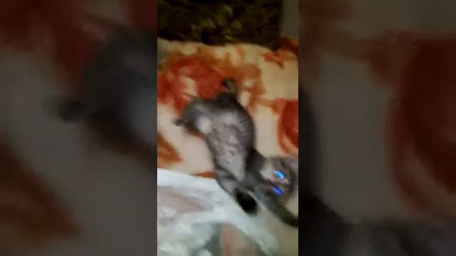 Котёнок так кусается и царапается, Акопян милена смотреть онлайн