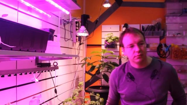 Фитолампы. Как правильно разместить фитолампу. смотреть онлайн