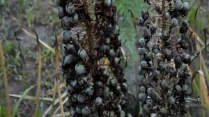 ЭРЕМУРУС ИЗ СЕМЯН.ЭТО СОВСЕМ НЕ СЛОЖНО!