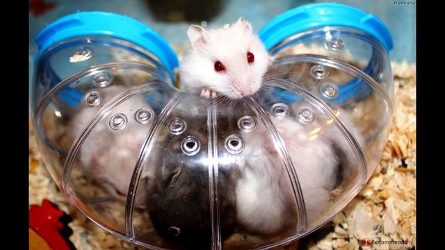 ВСЕ О ДОМИКЕ ДЛЯ ХОМЯКА / КАКОЙ НУЖЕН ДОМИК ХОМЯКУ / КАК ВЫБРАТЬ ДОМИК ХОМЯКА / Alisa Easy Pets смотреть онлайн