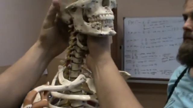 Анатомия и биомеханика позвоночника ч.2