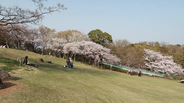 桜見納め！吾妻山公園2018 смотреть онлайн