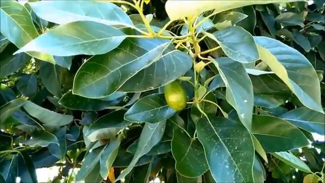 КАК РАСТЕТ АВОКАДО – в природе авокадо растет вот так смотреть онлайн