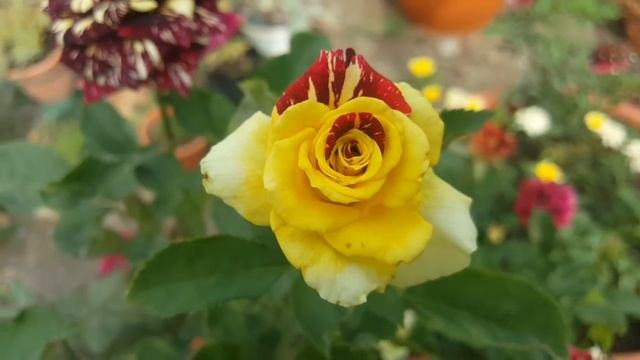Rosal Abracadabra y sus floraciones inusuales amarillas - rose - rosa - rosier смотреть онлайн