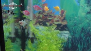 Скалярия. Рыбка ангел, уход, содержание, соседи. Скалярии для начинающих. О содержании в аквариуме.