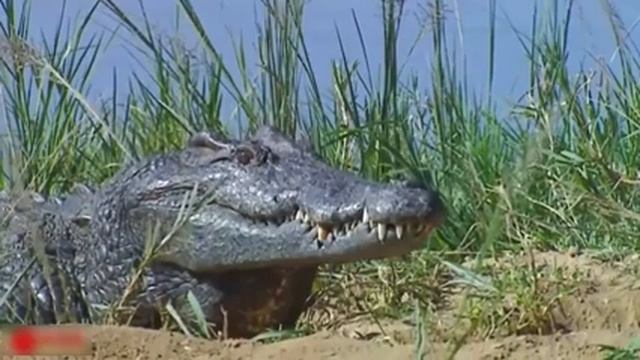 крокодил атака кенгуру - не избежать смерти, лошадь зебры, змея, обезьяна смотреть онлайн