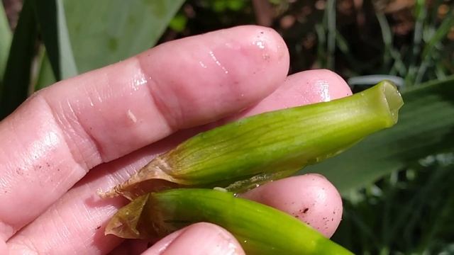 Почему загнивают бутоны ИРИСОВ. Ох уж эта муха! смотреть онлайн