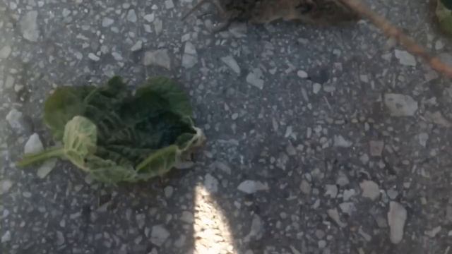 Нашли мертвую мышку во дворе? смотреть онлайн