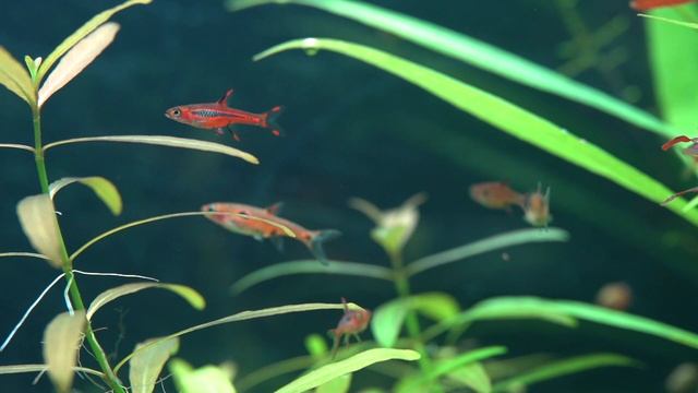Aquarium pour Boraras brigittae, Boraras Maculata, Rasbora Galaxy смотреть онлайн