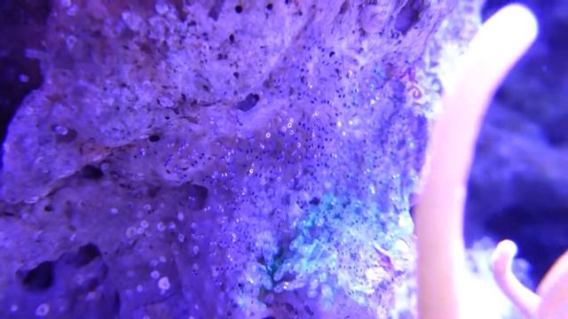 Кладка икры Томатных клоунов 9 день Http://coralreef-aqua.ru/forum/