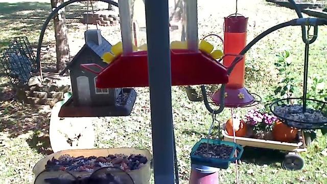 Bird feeding cam - Georgia смотреть онлайн