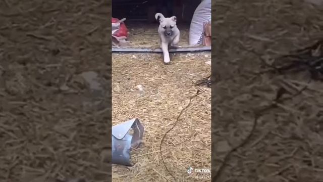 ПОРОДА НАЗЫВАЕТСЯ ТУРЕЦКИЙ КАНГАЛ смотреть онлайн