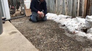 Как адеть нашеиник петухам чтобы не кукарели .