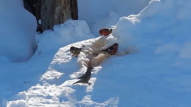 Белокрылые клесты смотреть онлайн