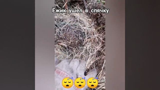 Ёжик ушёл в спячку ? смотреть онлайн