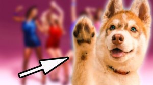 ГЛАЗА НА УШАХ! Я АЛЬФА-САМЕЦ! Хаски Бублик. Говорящая собака