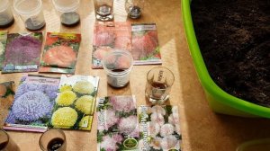 АСТРЫ. ОШИБКИ ПРИ ПОСЕВЕ.