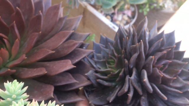 ECHEVERIA BLACK PRINCE – MEU CULTIVO смотреть онлайн