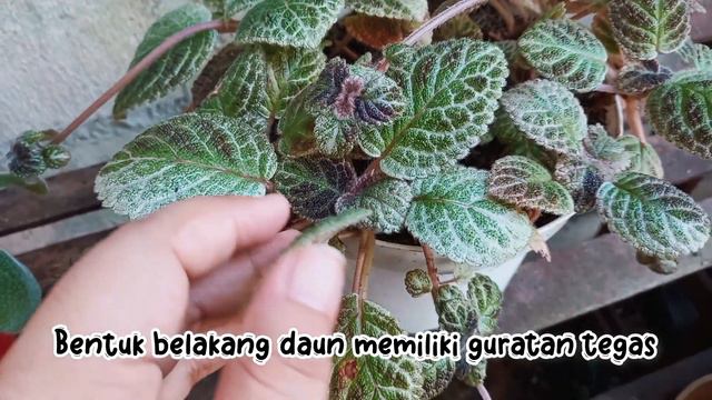 PESONA EPISCIA PART 9 || EPISCIA IMPORT ALOHA MOANA LOA | KARAKTERISTIK DAUN DAN BUNGA #tanamanhias