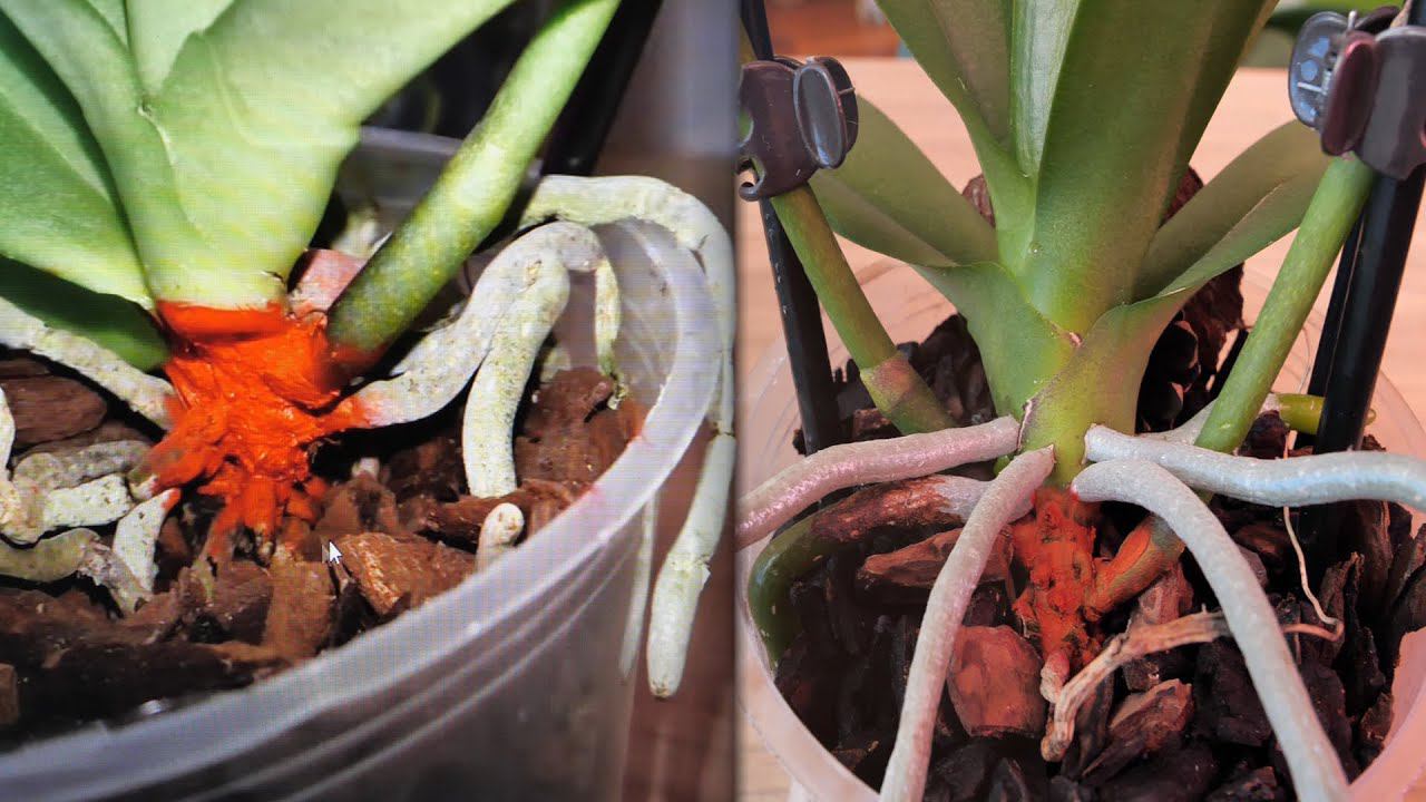 Это может УНИЧТОЖИТЬ орхидею! Даймонд Дрим приехала ГНИЛОЙ. смотреть онлайн