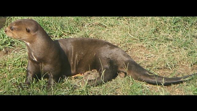 цікаві факти про річку Амазонку , Ніл та Міссісіпі смотреть онлайн