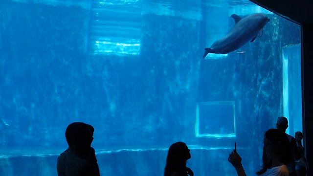 15 фактов о животных которые вы могли не знать смотреть онлайн