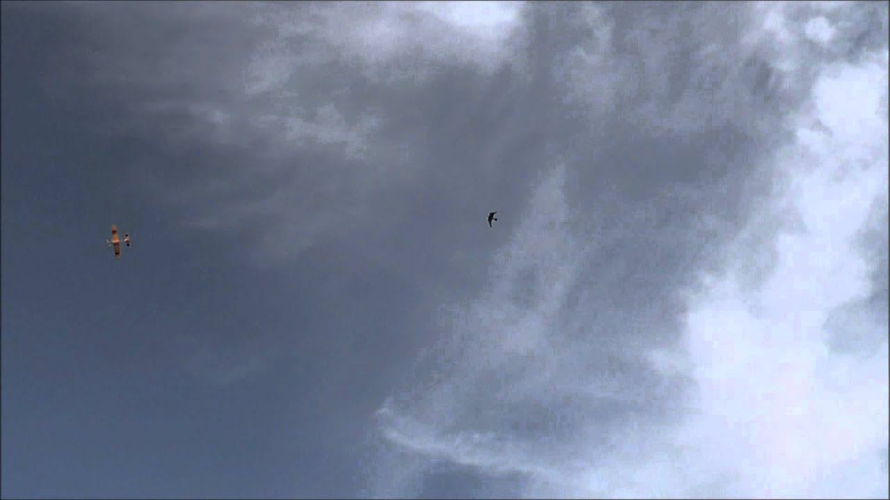 2012 08 25 Бой с птицами смотреть онлайн
