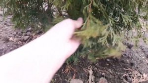 Туи погнуло снегом что делать