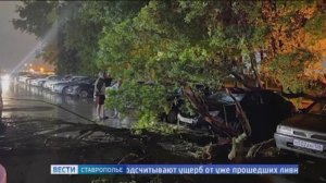 В Ставрополе дерево упало на припаркованный автомобиль