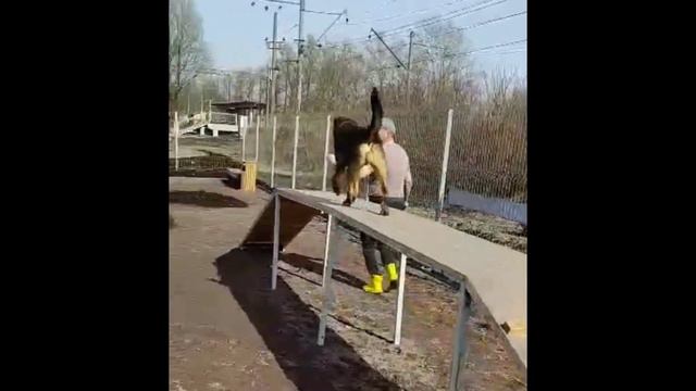 Красавец Рокки ИЩЕТ ДОМ🤎/Собака в добрые руки/Приют Полянка, СПб смотреть онлайн