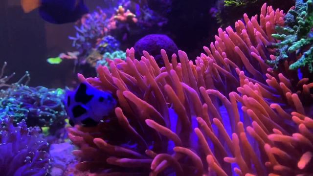 Home Sweet Anemone смотреть онлайн