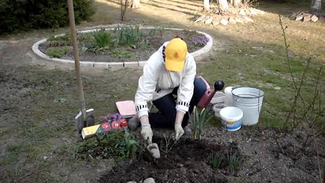 посадка роз весной в грунт смотреть онлайн