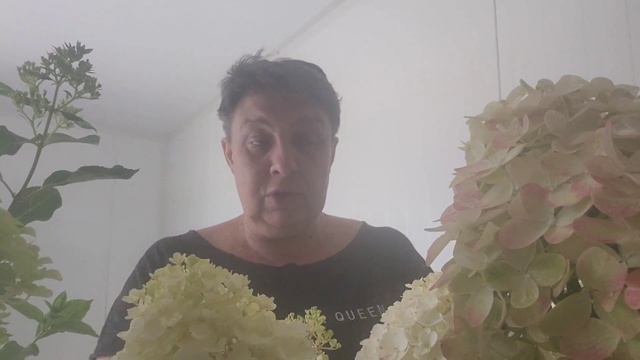 Kilka ciekawych odmian hortensji bukietowych. смотреть онлайн