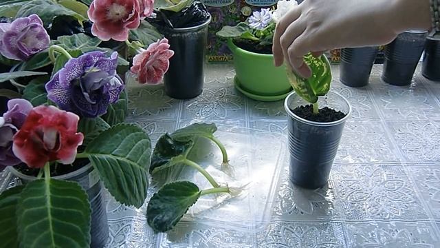 Фиалка из листа. Листочки дали маленькие детки ? смотреть онлайн