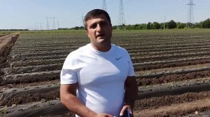 Выращивание клубники .. Сколько чего нужно на 1 гектар