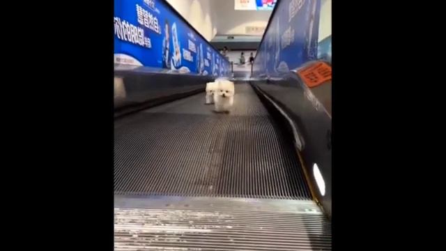 Милейшие Детеныши Животных💕- Самые МИЛЫЕ ЖИВОТНЫЕ в мире 🐶- cute baby animals #17 смотреть онлайн
