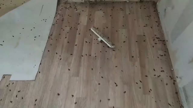 Отзыв 14 / Что ожидать после обработки от тараканов / Как и почему тараканы все таки выводятся смотреть онлайн