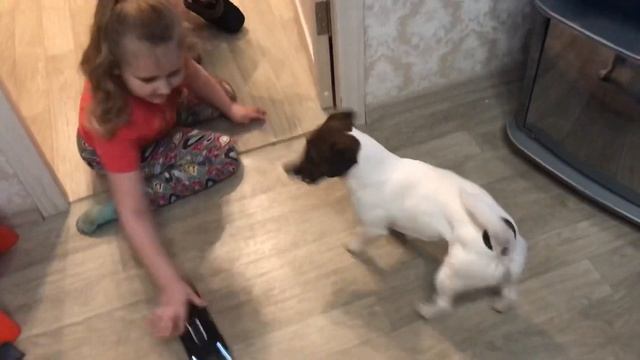Влог как я играю со своим питомцем часть 2/VLOG смотреть онлайн